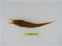 藏品(東方黃魴)的圖片